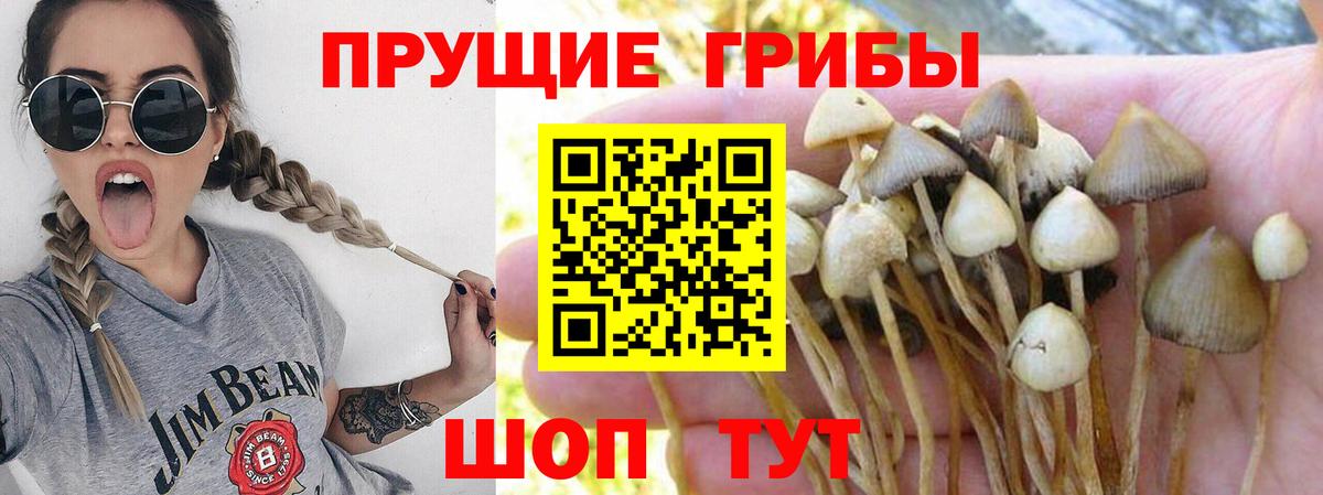 Псилоцибиновые грибы Psilocybe  Вход с VPN  где продают наркотики  Кириши 